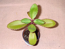 ���ꂪ�A�͂����