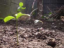 �����ȗ���B�u���̒�v�ƌĂ�ł��܂��B