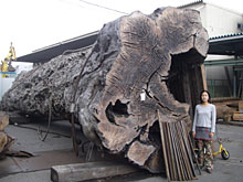 ����̒n���ނƑ��̖���