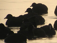 ���̎蒠���앗�i�B�l��葁�N���ȕ��i