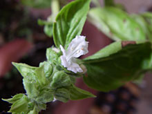 ���ʂ̎ʐ^�Ɍ��Ă邯��ǂ��������Ɛ�������蹁A�����ăo�W���B