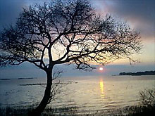 �}�T�����a�q�A���̏o