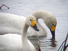 �J�k�[����̌�����A��������