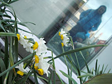 �ߌ��쉈���̍؂̉Ԕ��A����Ɩl�B