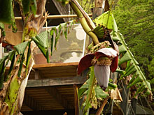 �D����������q�A�o�i�i�̉ԁH