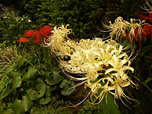 �Ԃ��ފ݉ԁA�����ފ݉�