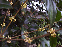 �y�؍�Ƃ��Ă��Ȃ�����A�L�����N�Z�C