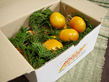 �͂����݂���