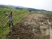 �ނ�悵�q�A�����悵�q