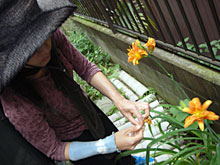 �m�J���]�E�̉�