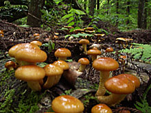 �Ȃ߂Ȃ߂Ȃ߂Ȃ߂Ȃ߂�