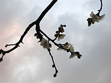 �����A�~�̉�