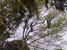 ��͂ǂ����̓��̉w�ɂāA���\�����؂̏�B