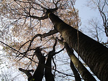 ���̃^���N���߁X��ɓ���悤�ƁA�͂���߃����h�̍��͍����J�B