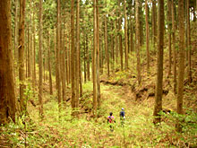 �F�X�ȎR�؁A�R��