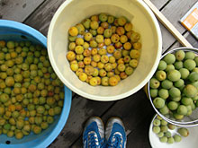 �r���H���A�~���̋G��