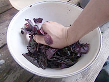 �����ɂāA�ԃV�\�̃A�N�����B