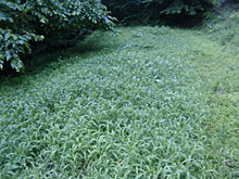 �ޖ��ނ̊F�l�ƁA����