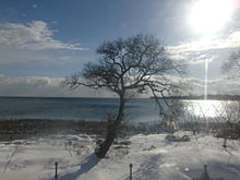 �����̖؁A�ł����킹