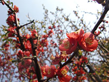 �s���N���̑I�������A�t�����Ă���