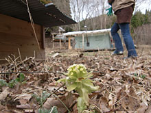 �͂���߃����h