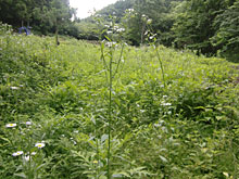 �������A������O