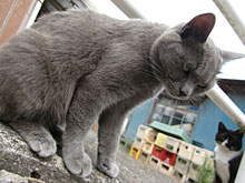 ��������A�ɂ��