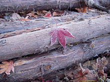 �͂���߃����h���i