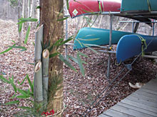 �R�O���̗[���сA�������̂�����