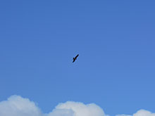 �R���P�P���Ί��ɂ�