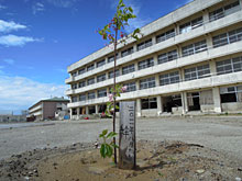 �����̃T�N��