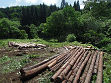 ���剻�^���|�|�A�؂�o�����؂���