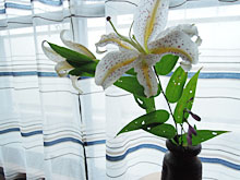 �[���A��܂��