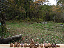 �܉E�q�啗�C�A������