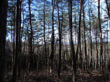 �������A�����̎R��������Ƃ���܂ŕ������B