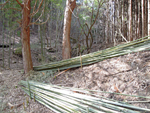 �|���A�킳�т̉�