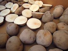 �W���K�C���A��