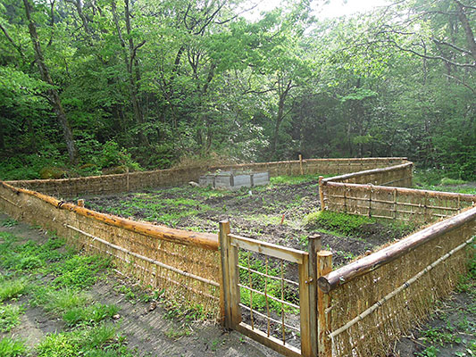 �͂���߃����h�̔�