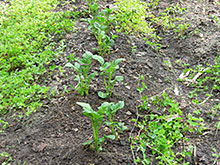 ���Ⴊ����