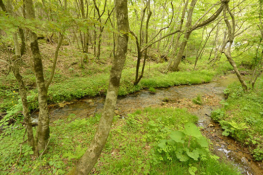 �͂���߃����h�̐X