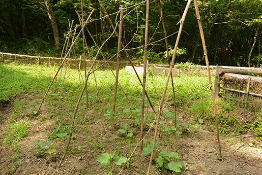 �L���E����