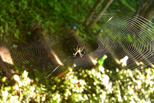 �N���̑��[�p�[���[��