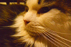 �e���g����