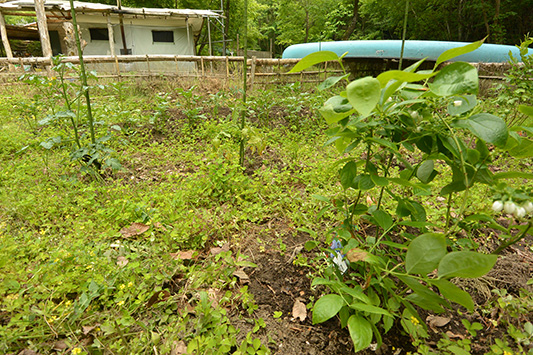 �A�[�X�f�C�͂���߃����h