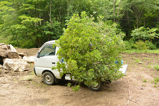 �c�c�W�𒸂�