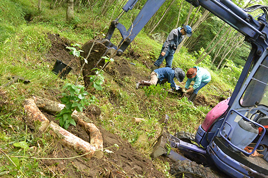 �u�i�̐A��