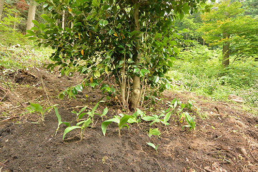 �X�Y�������ڐA