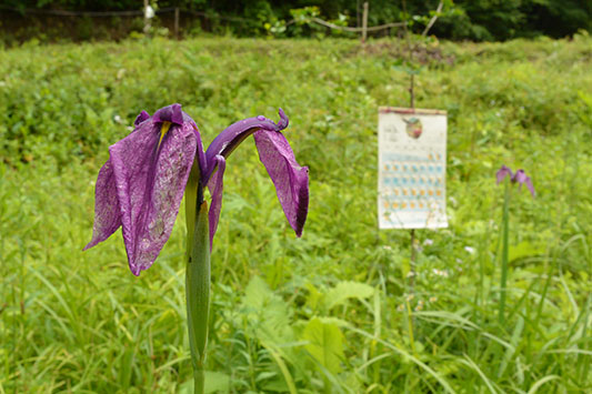 ���������J�����_�[�ƃA����