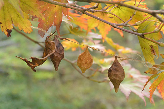 �����̗��H