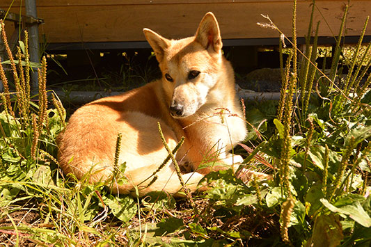 �Ђ��肳��